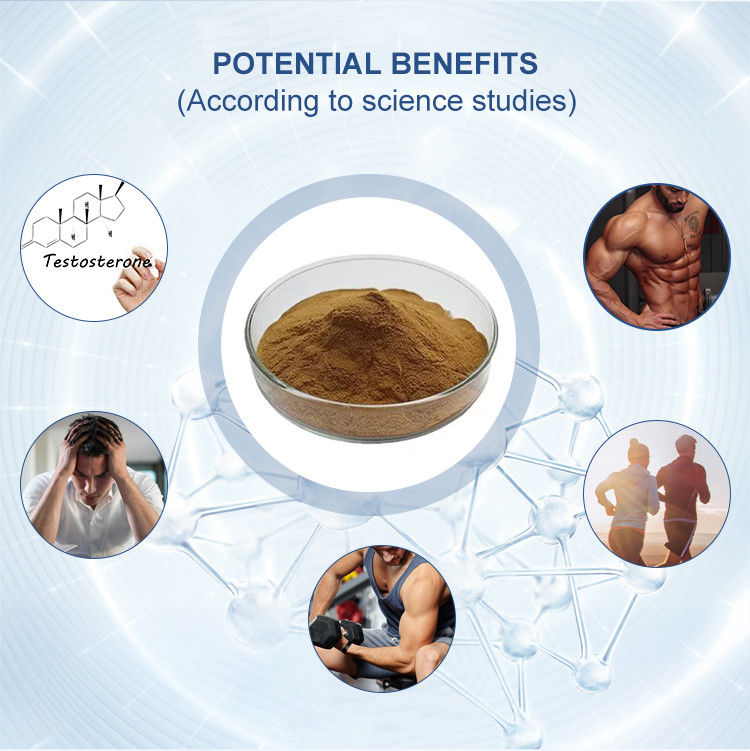 Food Grade Tongkat Ali Extract Brown Yellow Maca Plant Extract Powder