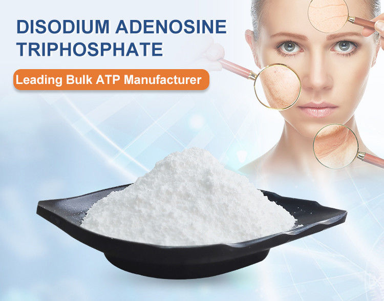 Coenzyme Triphosphate Adenosine 5 Triphosphate Disodium Salt 95% Purity CAS 987-65-5