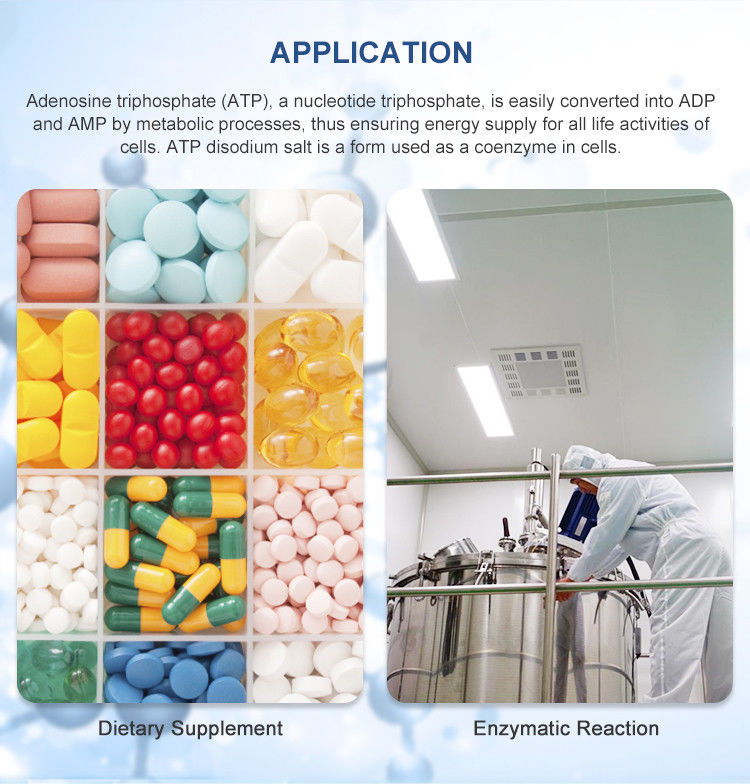 Coenzyme Triphosphate Adenosine 5 Triphosphate Disodium Salt 95% Purity CAS 987-65-5