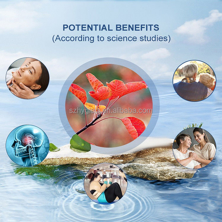 High-Purity Natural Fisetin Extract Powder 98% for Health Supplements & Research Quercetin Available